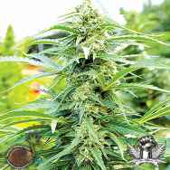 Emerald Triangle Seeds Cherry OG